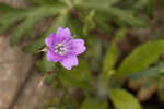 Longstalk cranesbill